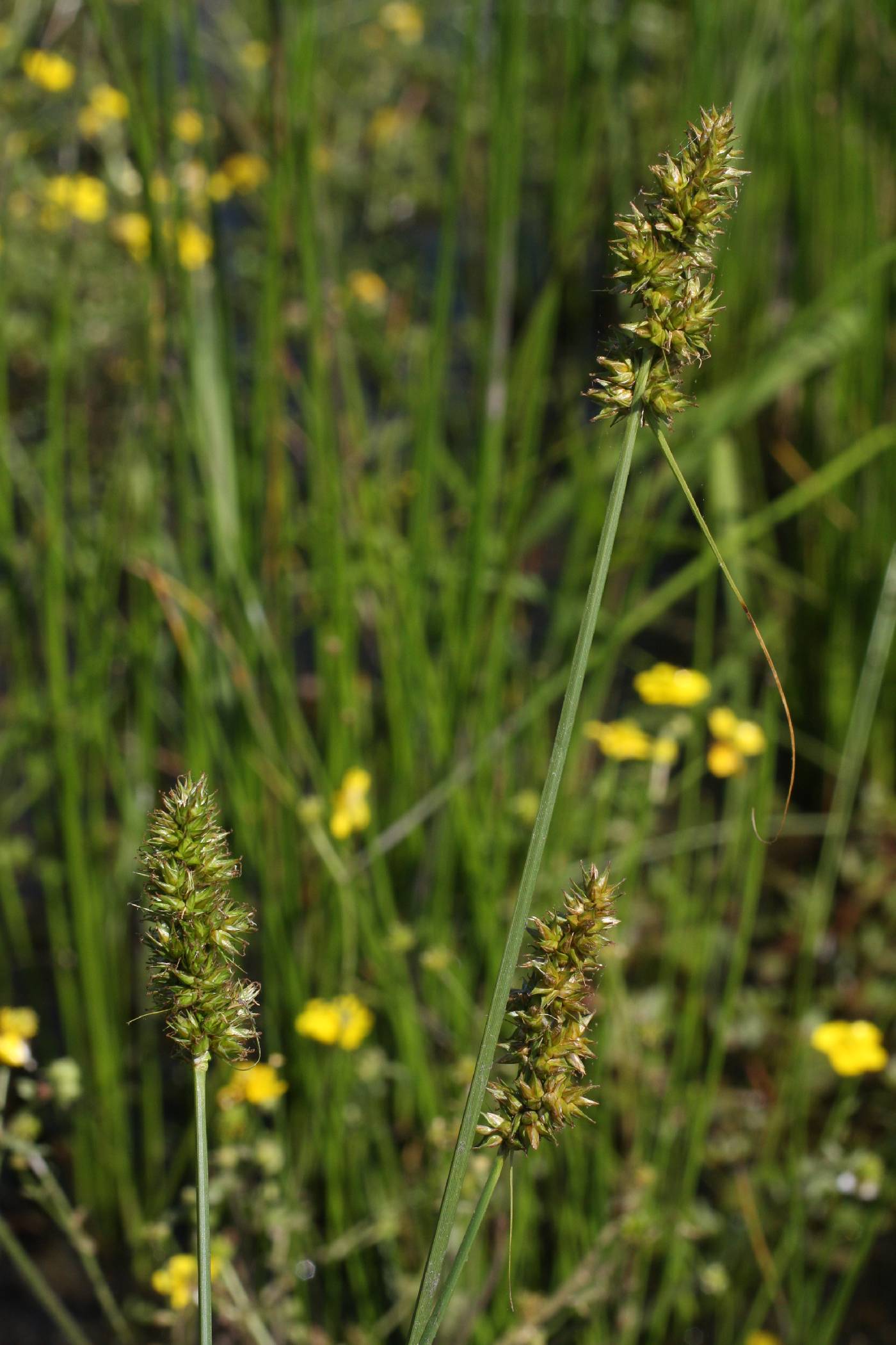 Carex oklahomensis image