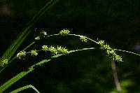 Carex sparganioides image