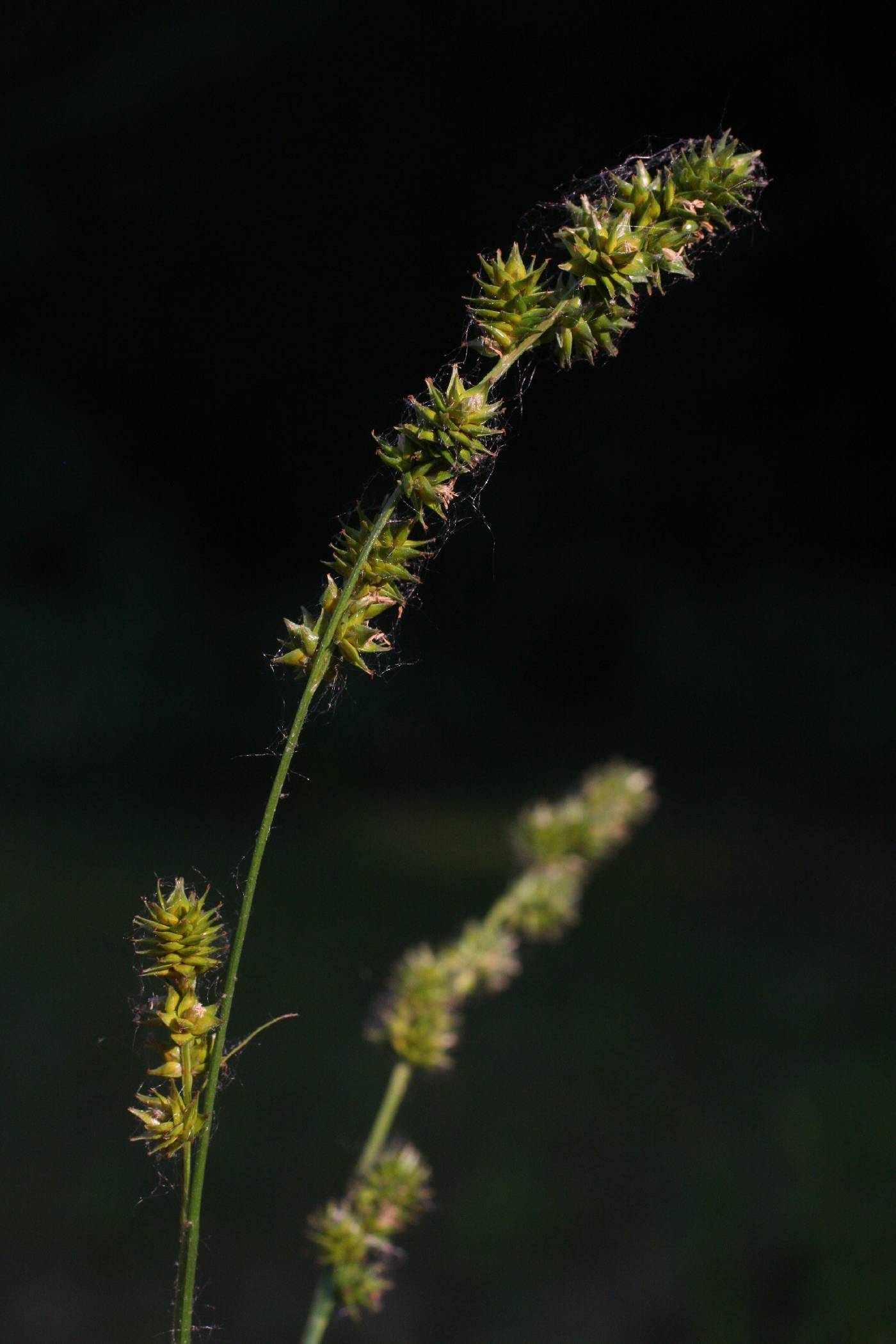 Carex sparganioides image