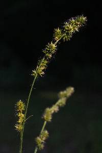 Image of Carex sparganioides