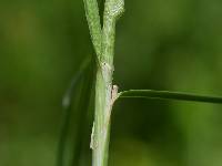 Carex oklahomensis image