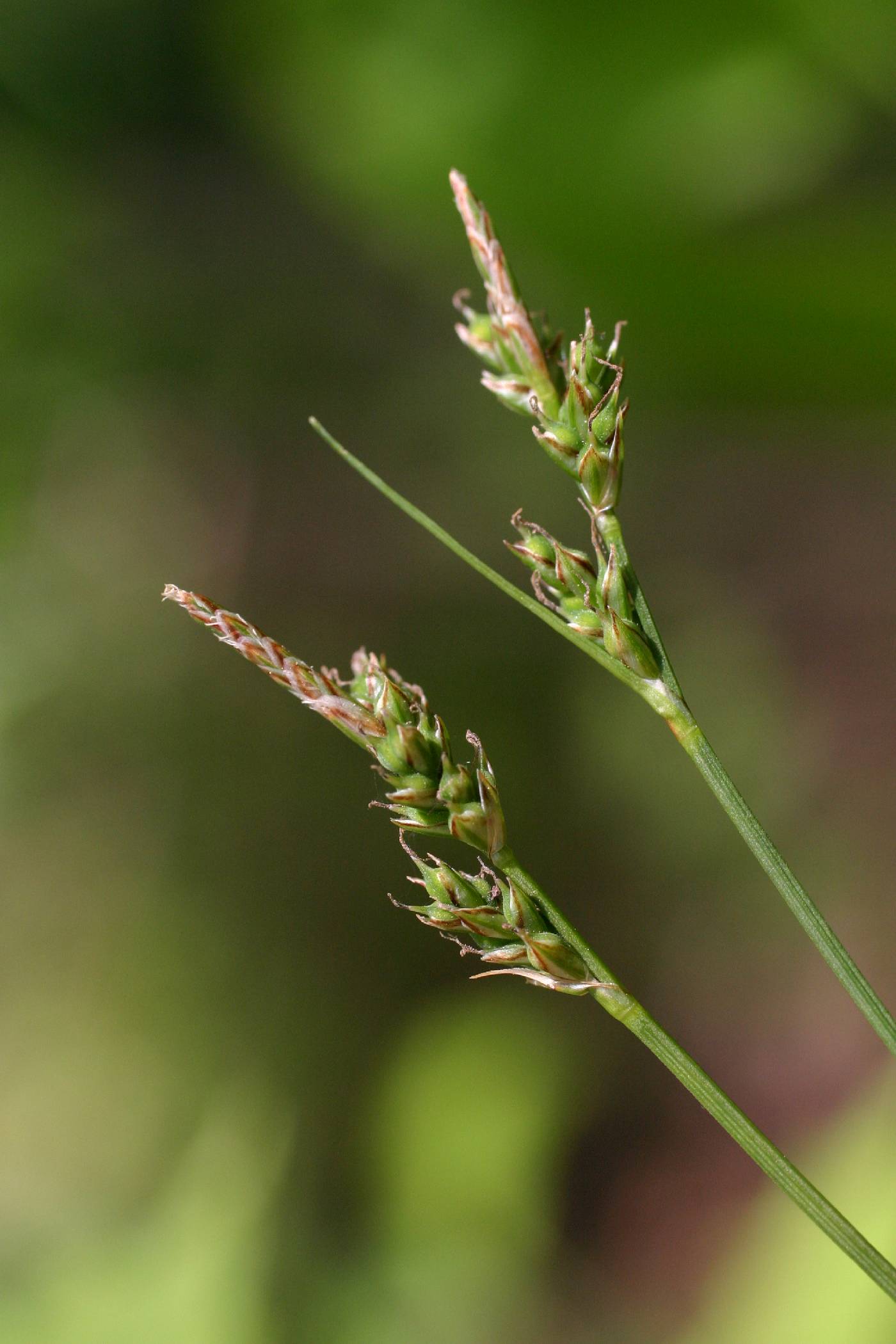 Carex albicans image