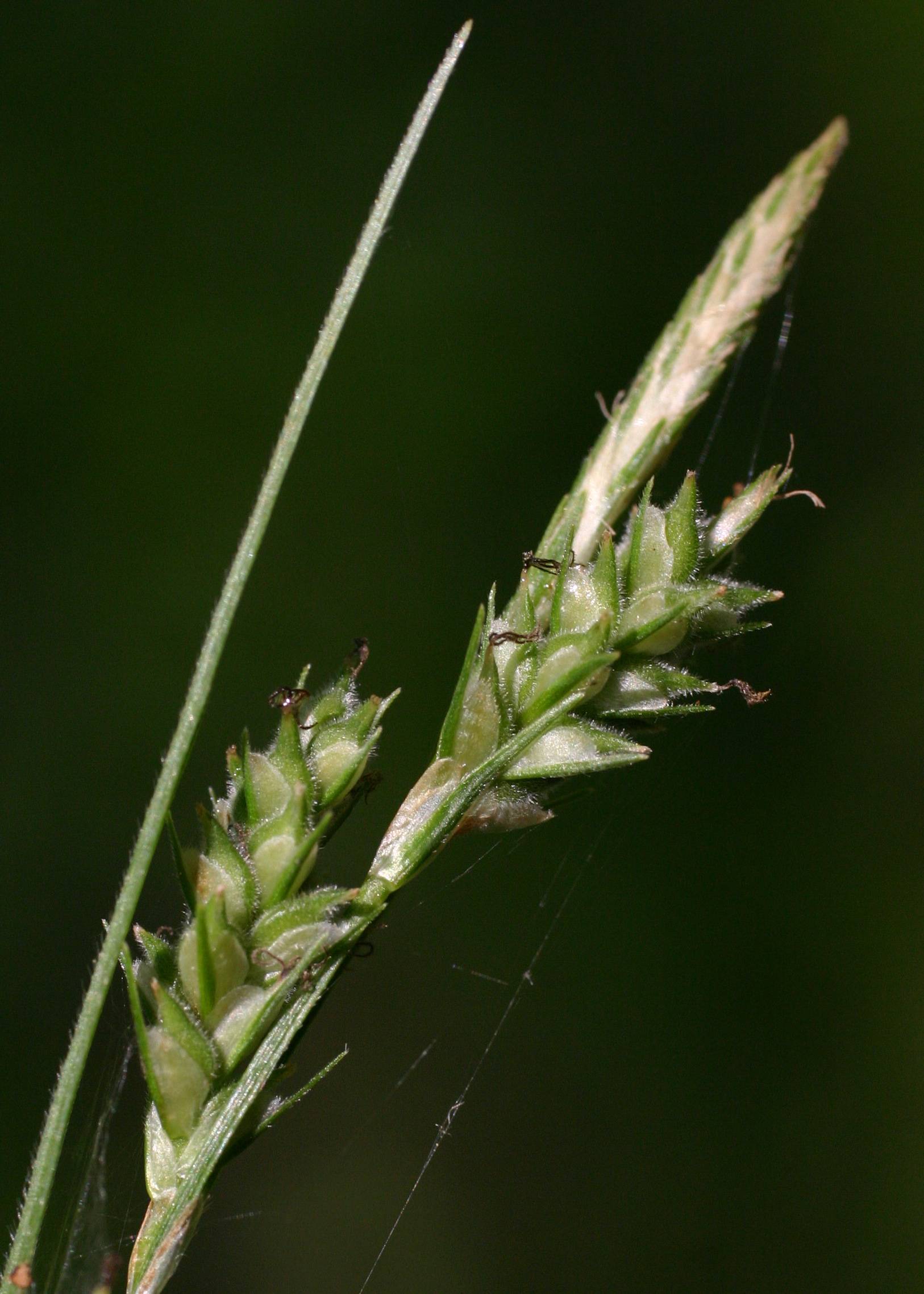 Carex hirtifolia image