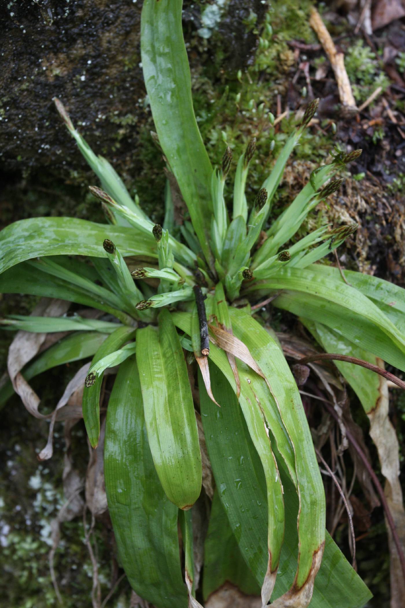 Carex plantaginea image
