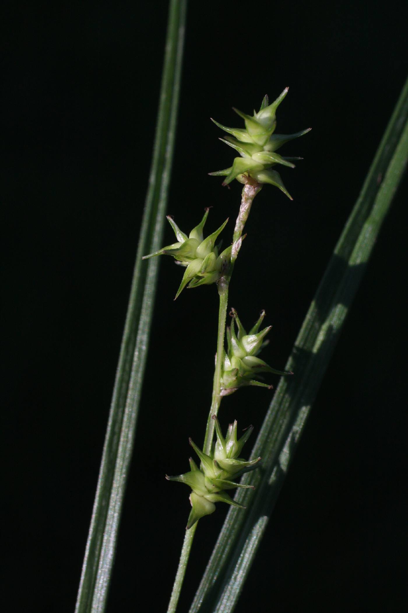 Carex ruthii image