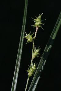 Image of Carex ruthii