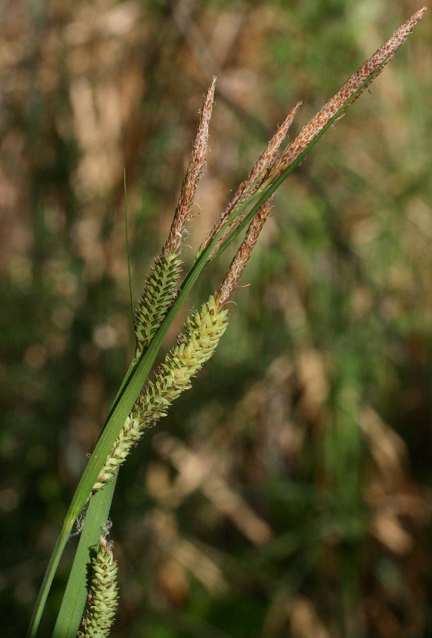 Carex stricta image