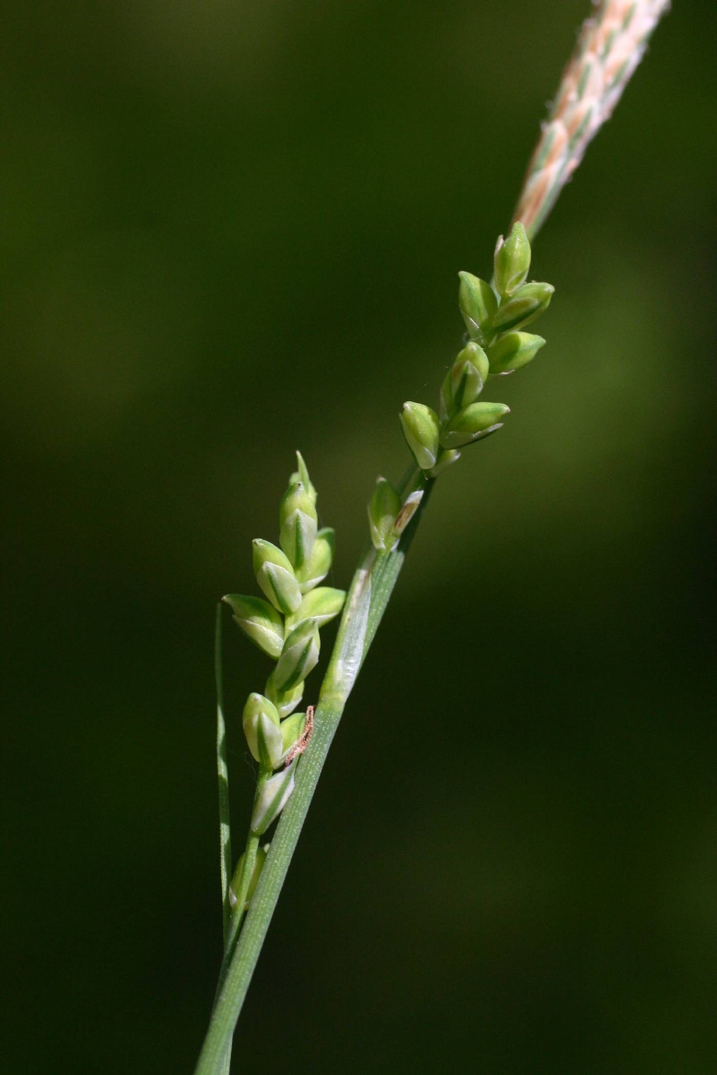 Carex woodii image