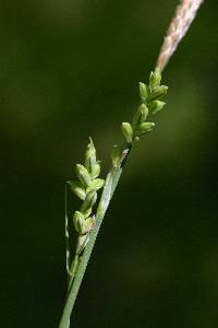 Image of Carex woodii