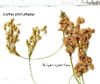 Scirpus pedicellatus image