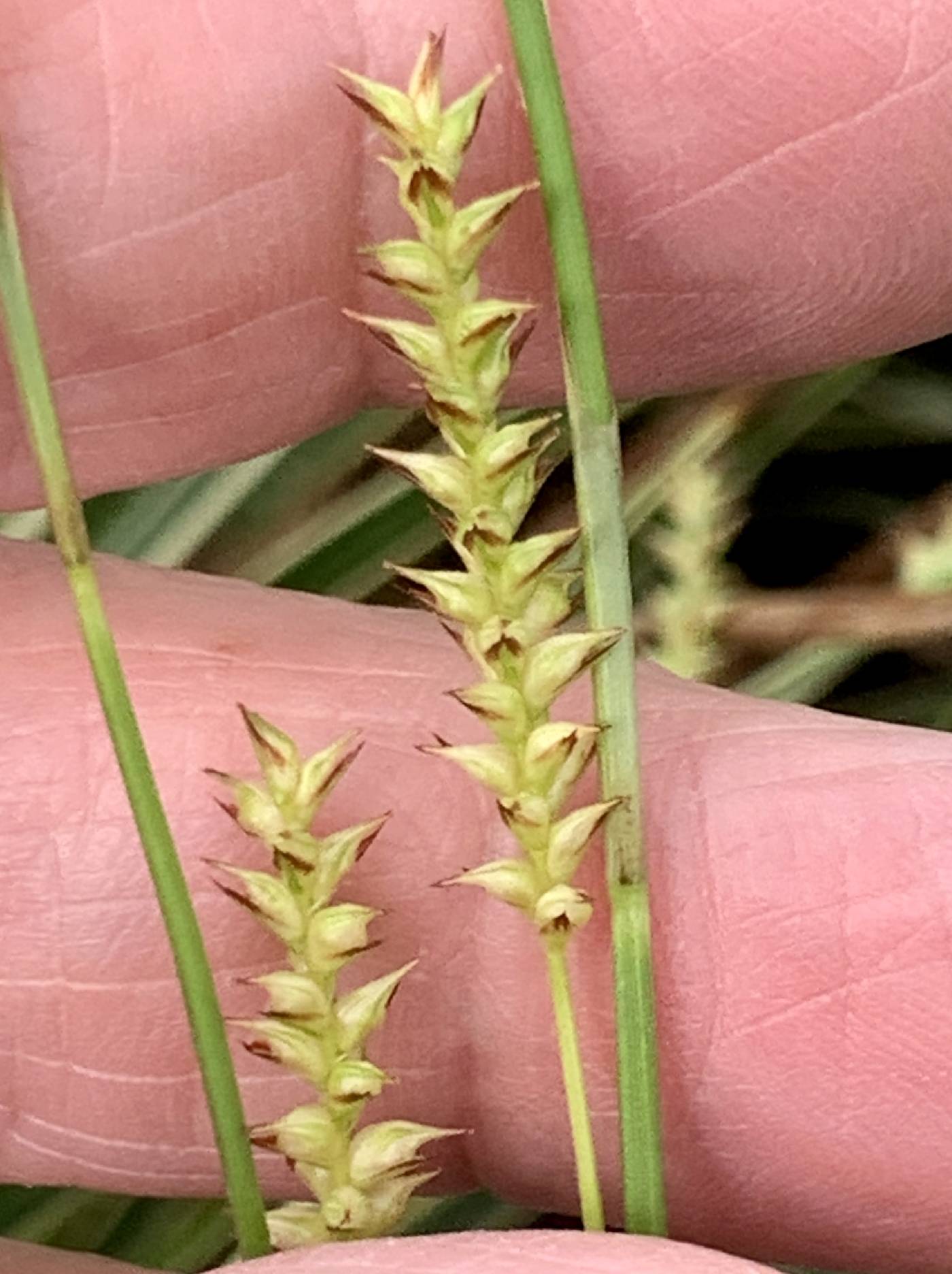 Carex morrowii image