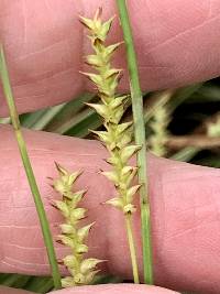 Media resource of Carex morrowii
