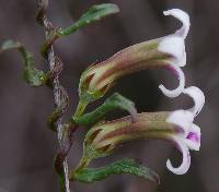 Cyphia longiflora image