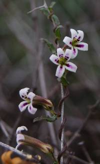 Cyphia longiflora image