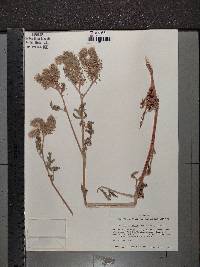 Phacelia cicutaria image