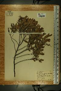 Chamaedaphne calyculata image