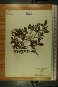 Vaccinium stamineum image