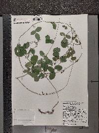 Galactia volubilis image