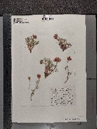 Trifolium dasyphyllum image