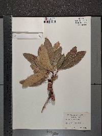 Quercus imbricaria image