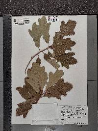 Quercus margaretta image