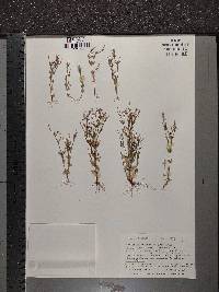 Centaurium pulchellum image