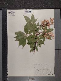 Aesculus glabra image