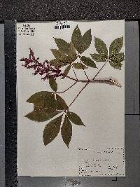 Aesculus × carnea image