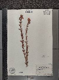 Hypericum crux-andreae image