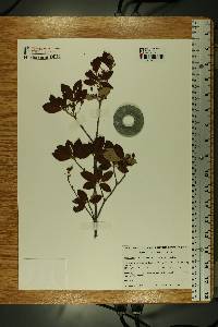 Rhododendron menziesii image