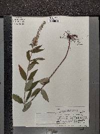 Teucrium canadense var. canadense image