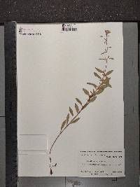 Oenothera perennis image