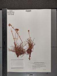 Armeria maritima image