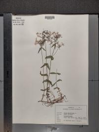 Phlox divaricata image