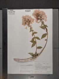 Phlox paniculata image
