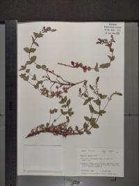 Veronica repens image
