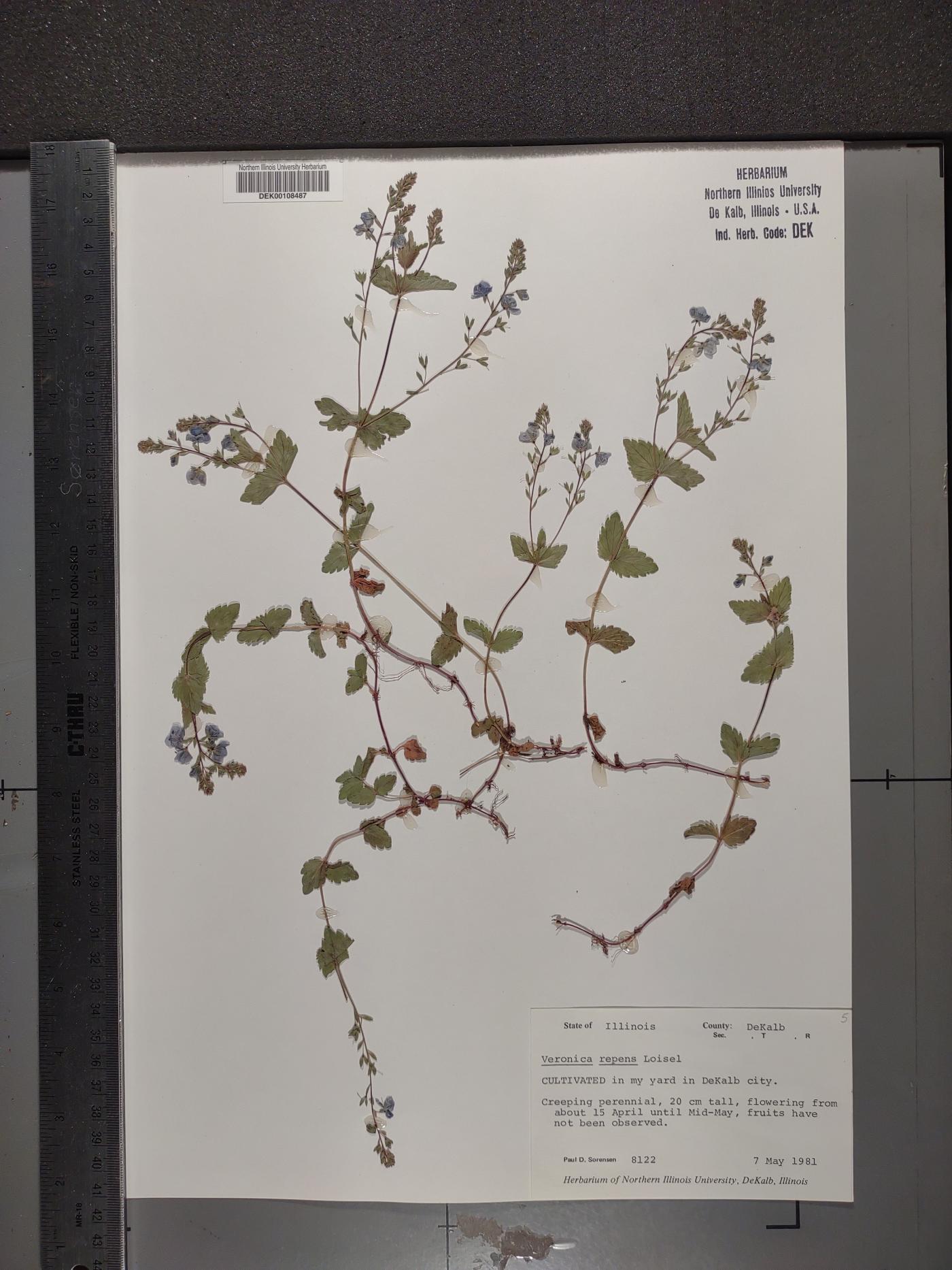 Veronica repens image