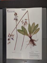 Dodecatheon meadia image