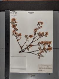 Amelanchier sanguinea image