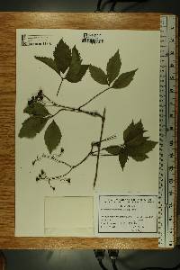 Parthenocissus inserta image