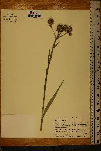 Eryngium yuccifolium image