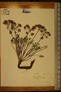 Lomatium orientale image