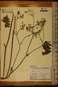 Pimpinella major image