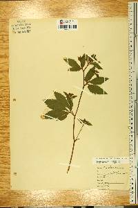 Sanicula canadensis var. grandis image