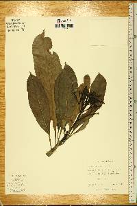 Cerbera floribunda image