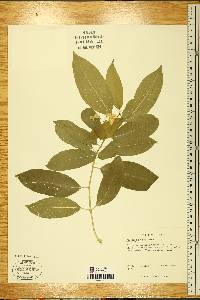 Vallaris solanacea image