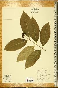 Wrightia arborea image