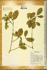 Ilex opaca var. opaca image