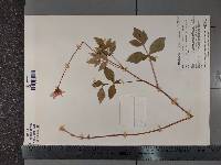 Dahlia australis var. chiapensis image