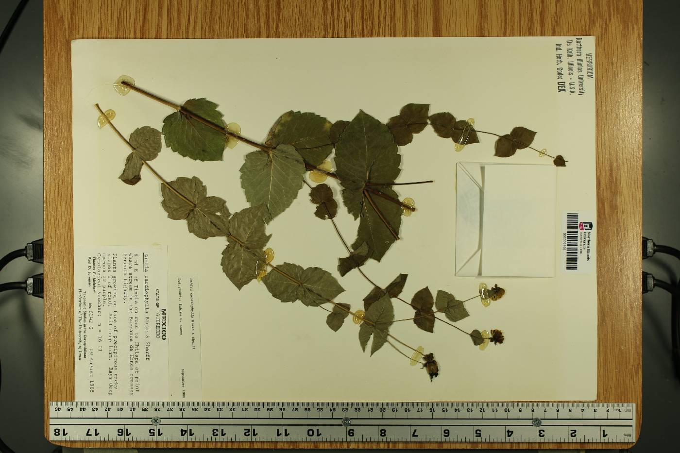 Dahlia cardiophylla image